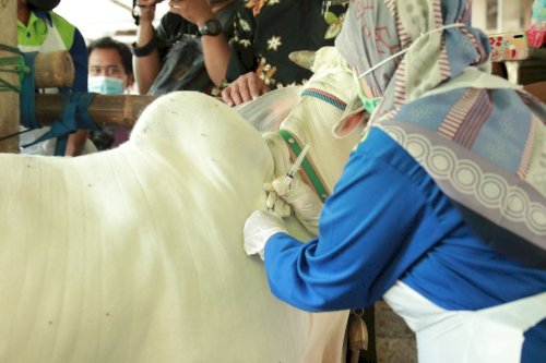 Pencanangan Vaksin PMK, Bupati Klaten Harap Dapat Tekan Penyebaran Kasus