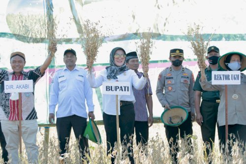 Panen Kedelai di Burikan Cawas, Direktur AKABI Kementan Optimis Cawas Bisa Jadi Soybean Village