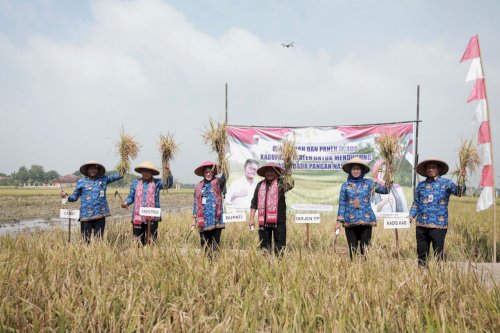 Panen Padi IP 400, Bupati Klaten Ajak Petani Wujudkan Kemandirian Pangan