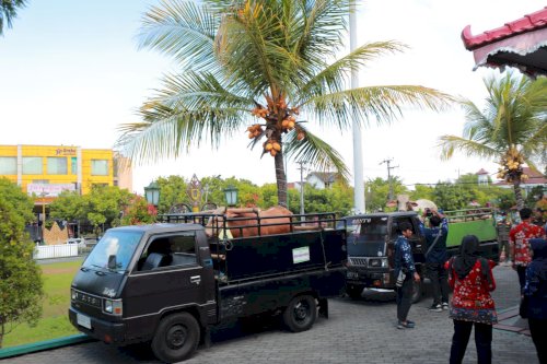 Menyambut Iduladha 1444 H, Bupati Klaten Serahkan Hewan Kurban