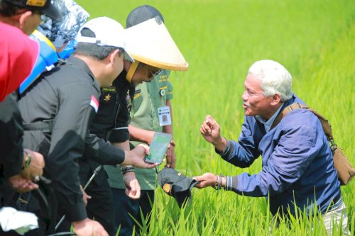 Bersama Mentan, Bupati Klaten Tinjau Penanganan Hama Wereng di Desa Karangdowo