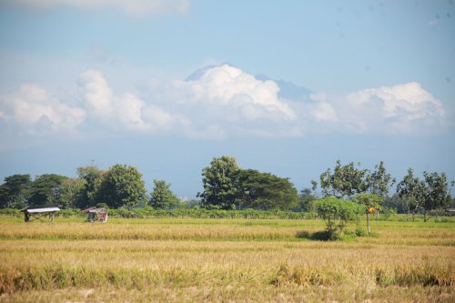 Bupati Klaten Lakukan Panen Raya Perdana di Area Persawahan Trucuk