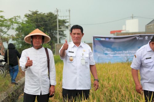 Wakil Bupati Klaten Panen Padi Bersama Mitra Low Carbon Rice