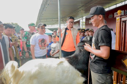 Bupati Klaten Dorong Peningkatan Kualitas Ternak melalui Kontes Kambing Kaligesing dan Domba 2026 