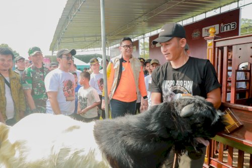 Bupati Klaten Dorong Peningkatan Kualitas Ternak melalui Kontes Kambing Kaligesing dan Domba 2026 