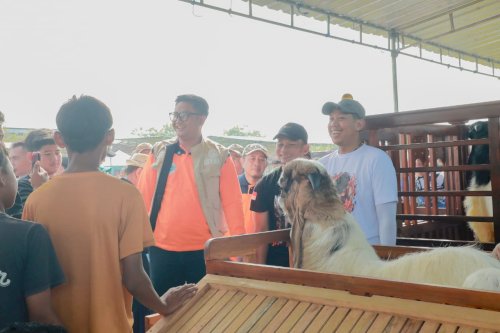 Bupati Klaten Dorong Peningkatan Kualitas Ternak melalui Kontes Kambing Kaligesing dan Domba 2026 