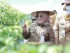 Bupati Klaten Lakukan Panen Cabai Di Bumdes Jabung Makmur