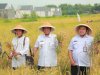 Wakil Bupati Klaten Panen Padi Bersama Mitra Low Carbon Rice