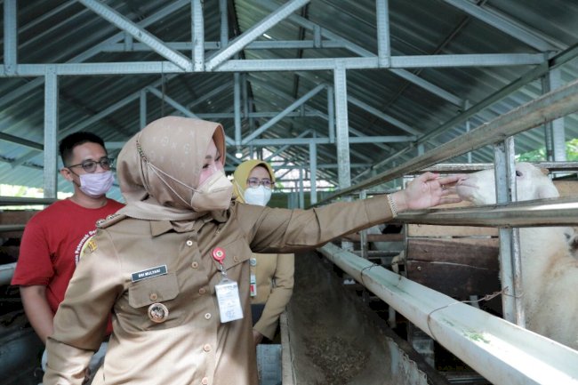 Antisipasi Virus Antraks, Pemkab Klaten Lakukan Vaksinasi Antraks Bagi Hewan Ternak
