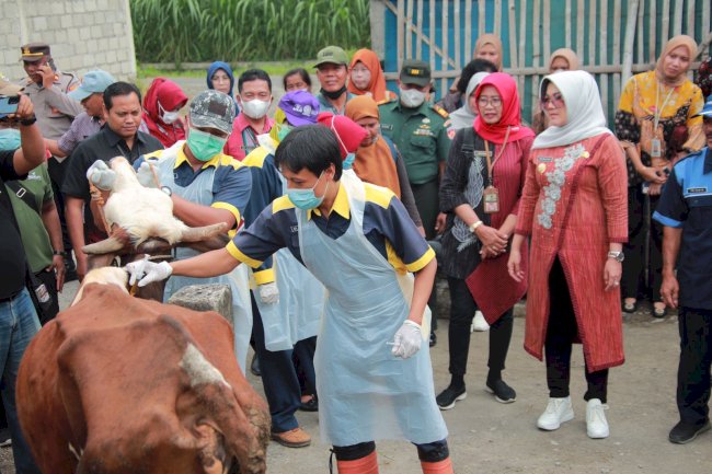Antisipasi Antraks, Bupati Klaten Tinjau Pelaksanaan Vaksin Pada Ternak di Katekan