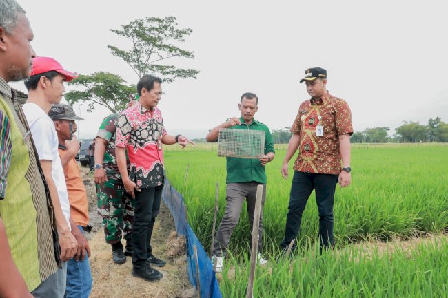 Mas Hamenang Hadiri Sosialisasi Gemarikan & Tinjau Pengendalian Hama Tikus dengan Trapbarrier System