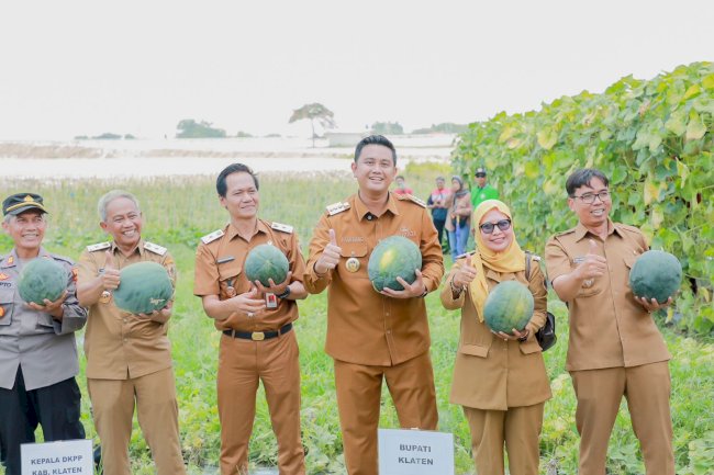 Bupati Klaten Panen Perdana Semangka Non Biji & Membuka Wisata Petik Buah Sendiri di Desa Demakijo