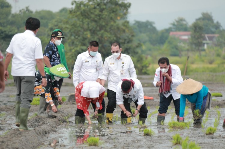 Menteri Pertanian RI lakukan penanaman padi Rojolele Srinuk bersama Bupati Klaten di Delanggu