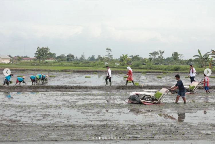 Menteri Pertanian RI lakukan penanaman padi Rojolele Srinuk bersama Bupati Klaten di Delanggu