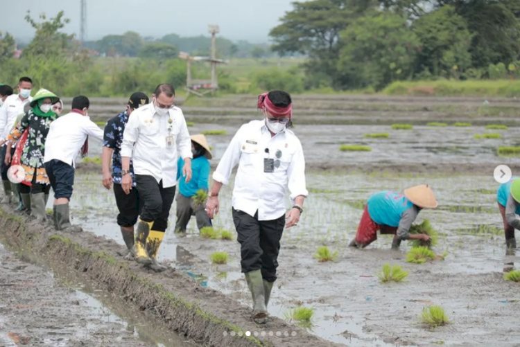 Menteri Pertanian RI lakukan penanaman padi Rojolele Srinuk bersama Bupati Klaten di Delanggu