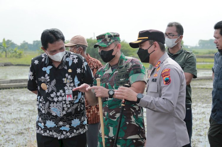 Menteri Pertanian RI lakukan penanaman padi Rojolele Srinuk bersama Bupati Klaten di Delanggu