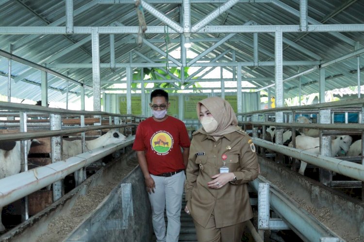 Antisipasi Virus Antraks, Pemkab Klaten Lakukan Vaksinasi Antraks Bagi Hewan Ternak