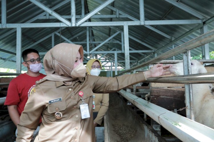 Antisipasi Virus Antraks, Pemkab Klaten Lakukan Vaksinasi Antraks Bagi Hewan Ternak