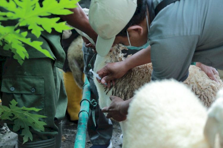 Antisipasi Virus Antraks, Pemkab Klaten Lakukan Vaksinasi Antraks Bagi Hewan Ternak