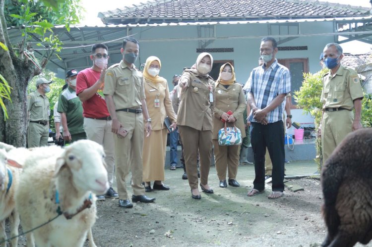 Antisipasi Virus Antraks, Pemkab Klaten Lakukan Vaksinasi Antraks Bagi Hewan Ternak