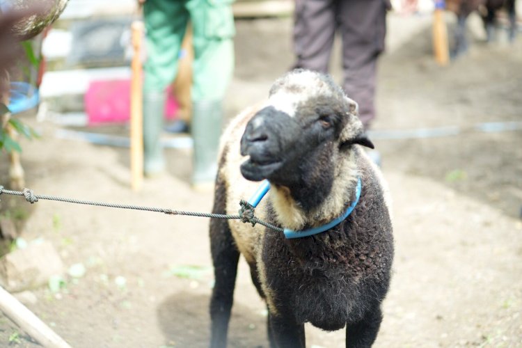 Antisipasi Virus Antraks, Pemkab Klaten Lakukan Vaksinasi Antraks Bagi Hewan Ternak