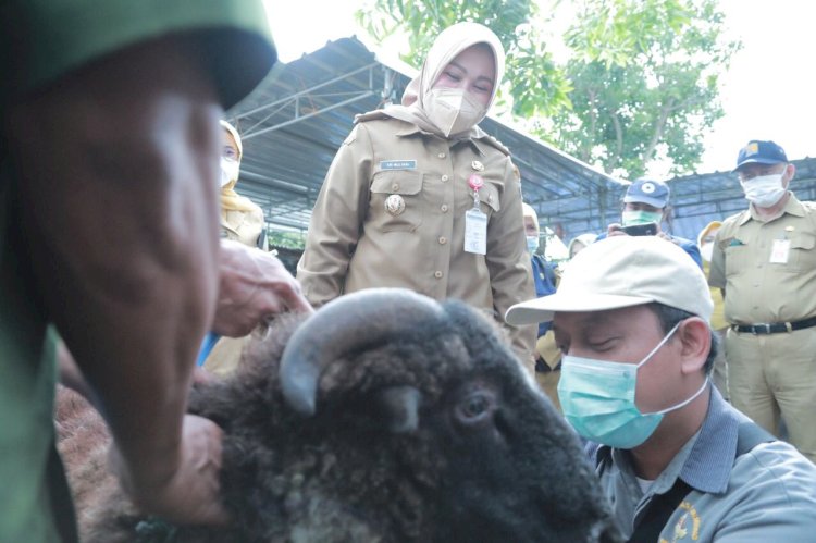 Antisipasi Virus Antraks, Pemkab Klaten Lakukan Vaksinasi Antraks Bagi Hewan Ternak