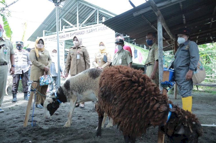 Antisipasi Virus Antraks, Pemkab Klaten Lakukan Vaksinasi Antraks Bagi Hewan Ternak