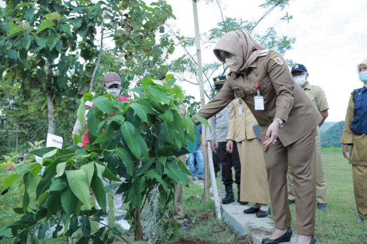 Bupati Klaten Lakukan Panen Cabai Di Bumdes Jabung Makmur