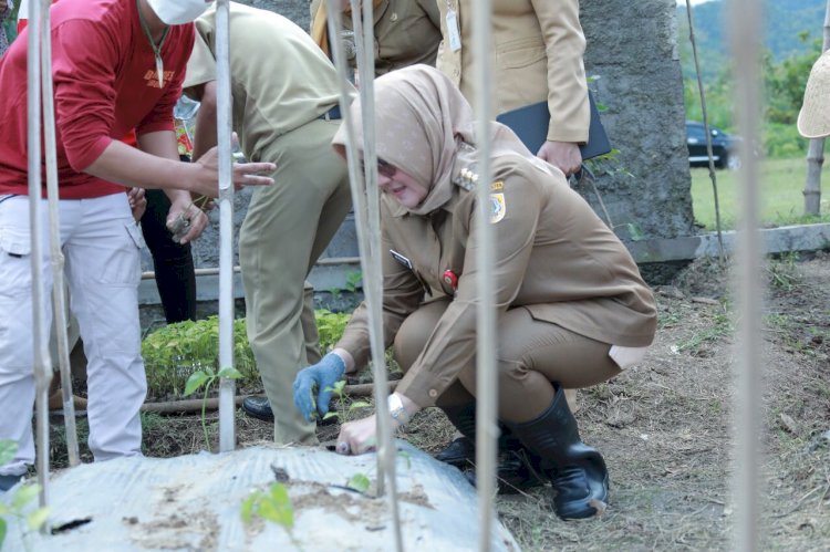 Bupati Klaten Lakukan Panen Cabai Di Bumdes Jabung Makmur