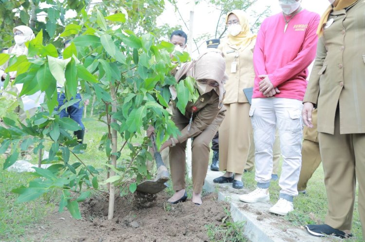 Bupati Klaten Lakukan Panen Cabai Di Bumdes Jabung Makmur