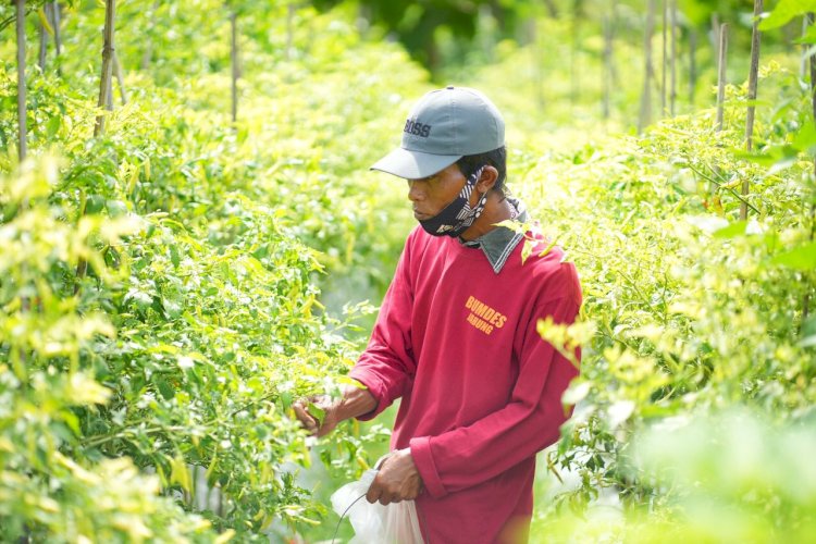 Bupati Klaten Lakukan Panen Cabai Di Bumdes Jabung Makmur