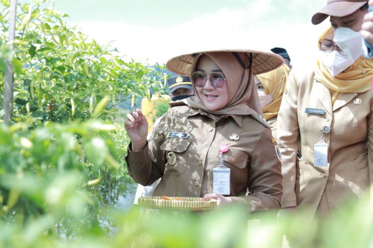 Bupati Klaten Lakukan Panen Cabai Di Bumdes Jabung Makmur