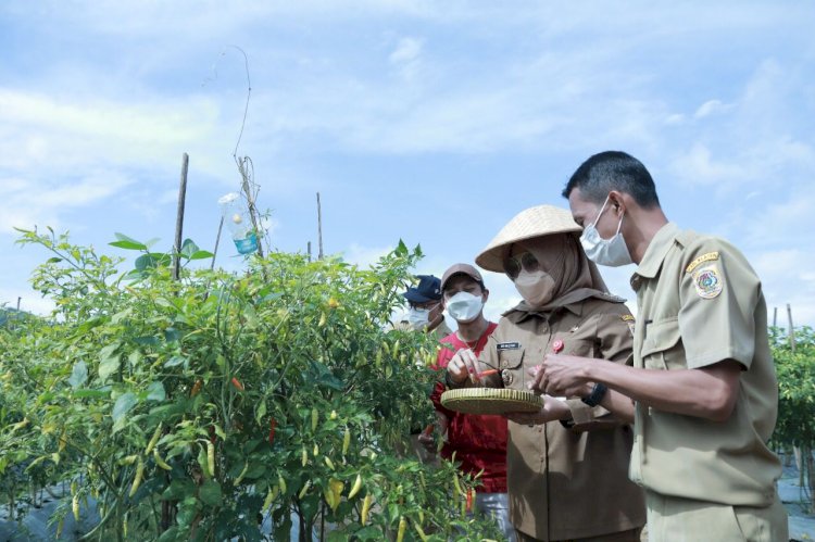 Bupati Klaten Lakukan Panen Cabai Di Bumdes Jabung Makmur