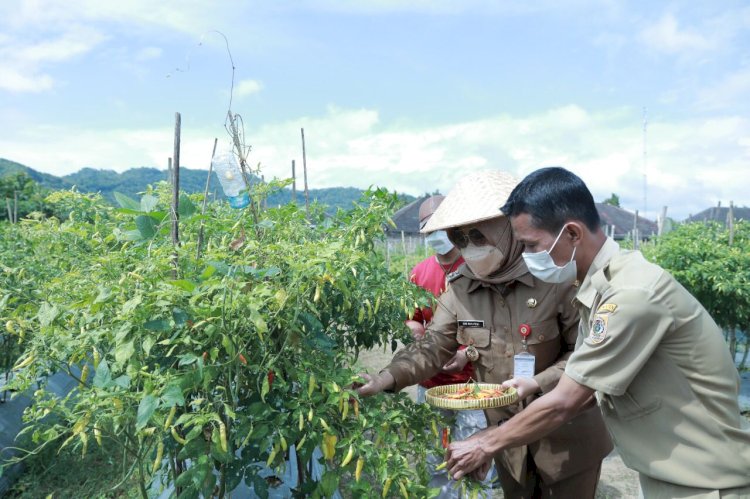 Bupati Klaten Lakukan Panen Cabai Di Bumdes Jabung Makmur