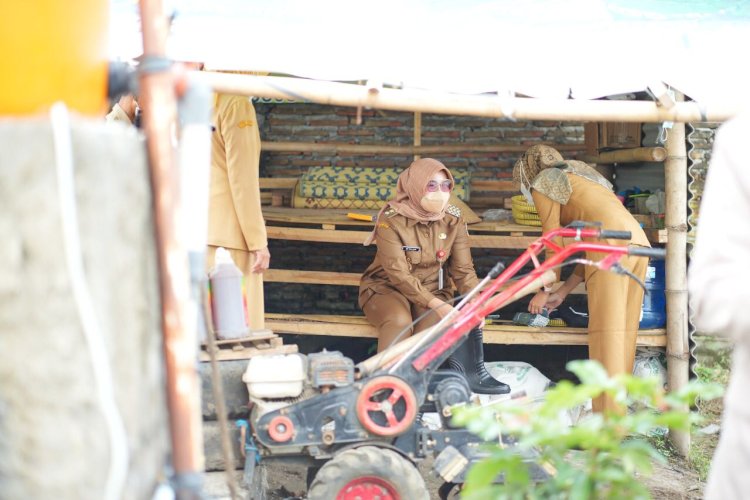 Bupati Klaten Lakukan Panen Cabai Di Bumdes Jabung Makmur