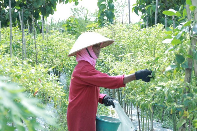 Bupati Klaten Lakukan Panen Cabai Di Bumdes Jabung Makmur