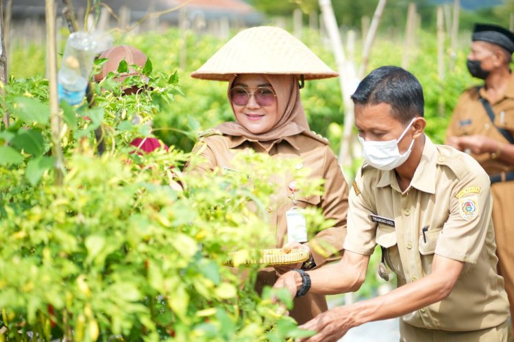 Bupati Klaten Lakukan Panen Cabai Di Bumdes Jabung Makmur