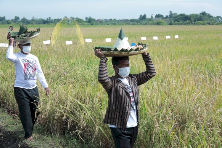 Menteri Pertanian Republik Indonesia Apresiasi Rojolele Srinar dan Srinuk Klaten