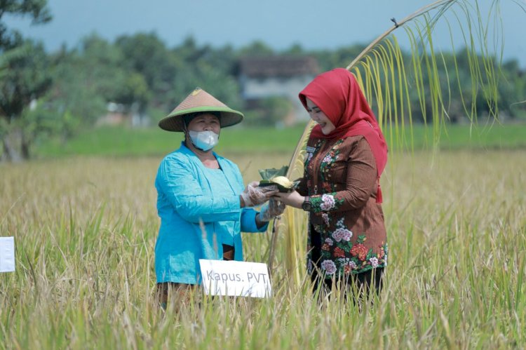 Menteri Pertanian Republik Indonesia Apresiasi Rojolele Srinar dan Srinuk Klaten