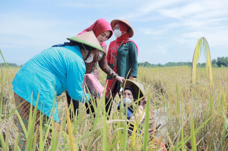 Menteri Pertanian Republik Indonesia Apresiasi Rojolele Srinar dan Srinuk Klaten