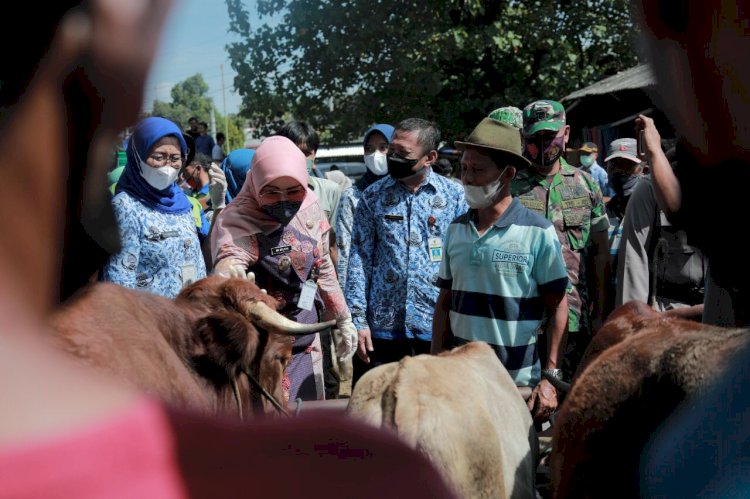 Waspada Penyebaran PMK, Jajaran Pemkab Klaten Cek Pasar Ternak Prambanan