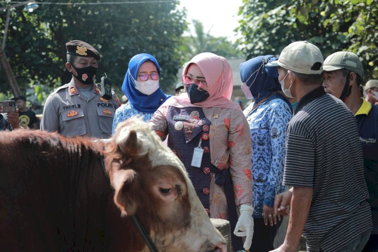 Waspada Penyebaran PMK, Jajaran Pemkab Klaten Cek Pasar Ternak Prambanan