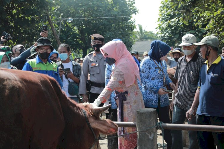 Waspada Penyebaran PMK, Jajaran Pemkab Klaten Cek Pasar Ternak Prambanan