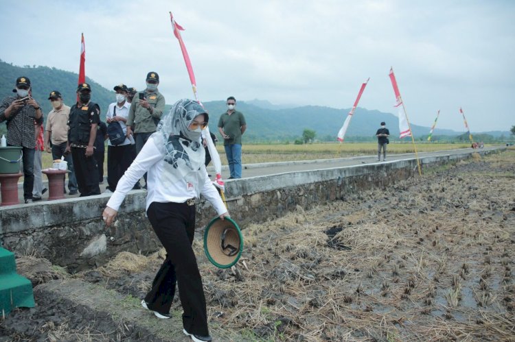 Dirjen Tanaman Pangan Kementan RI Buka Gerakan Tanam Kedelai dan Canangkan Tunas Tunas Bangkit Kedelai di Klaten