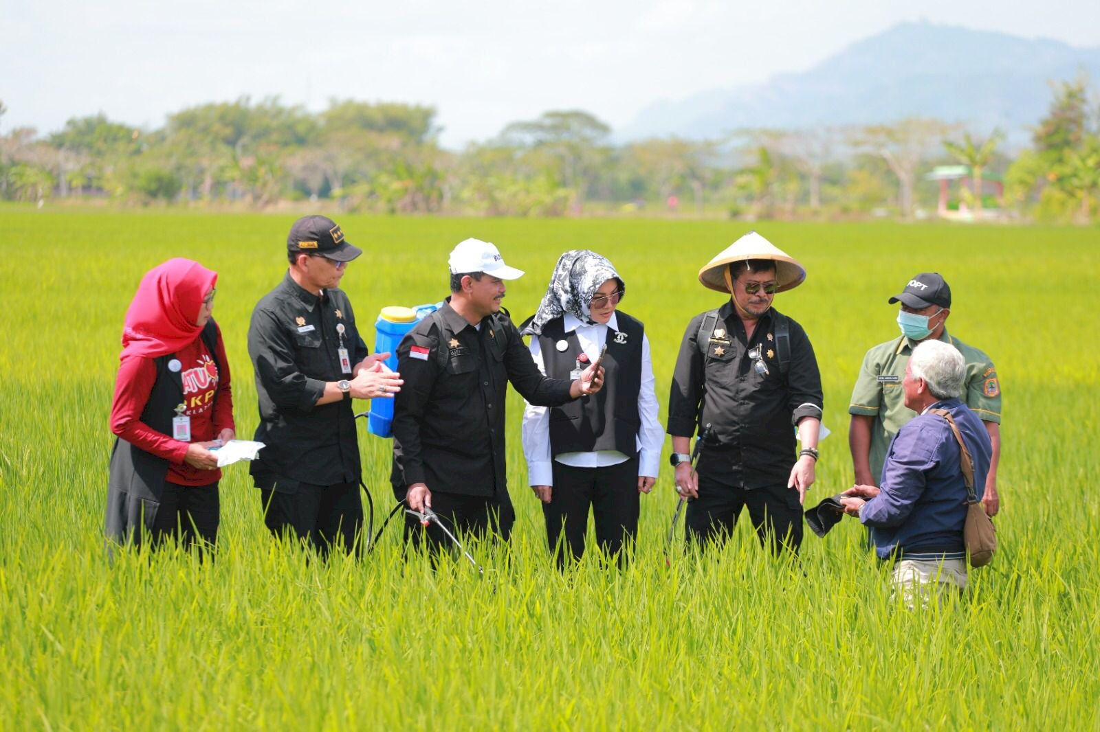 Bersama Mentan, Bupati Klaten Tinjau Penanganan Hama Wereng di Desa Karangdowo