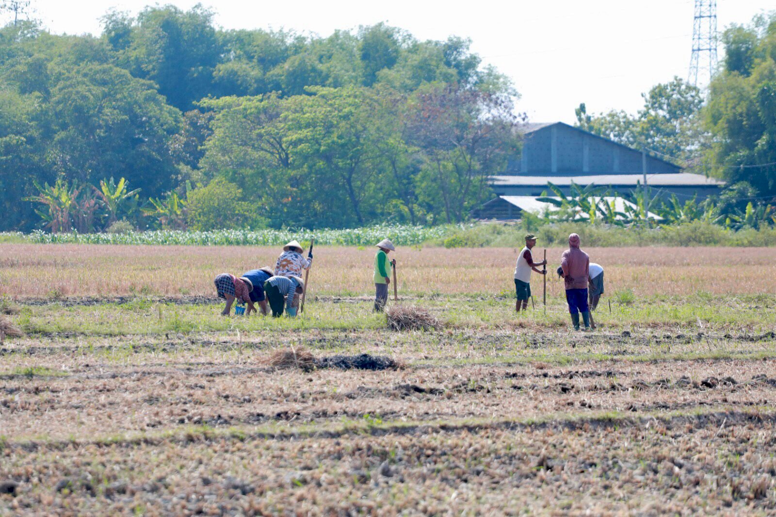 Bupati Klaten Launching Inovasi FKUB Klaten Desa Sadar Kerukunan Berbasis Pertanian 