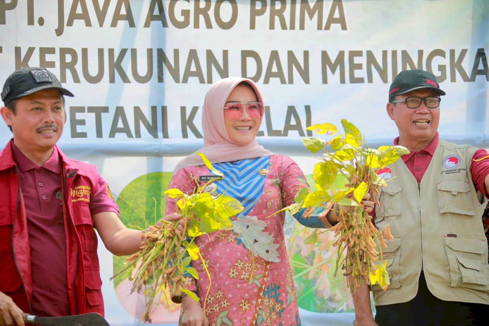 Bupati Klaten Panen Kedelai Bersama FKUB Klaten