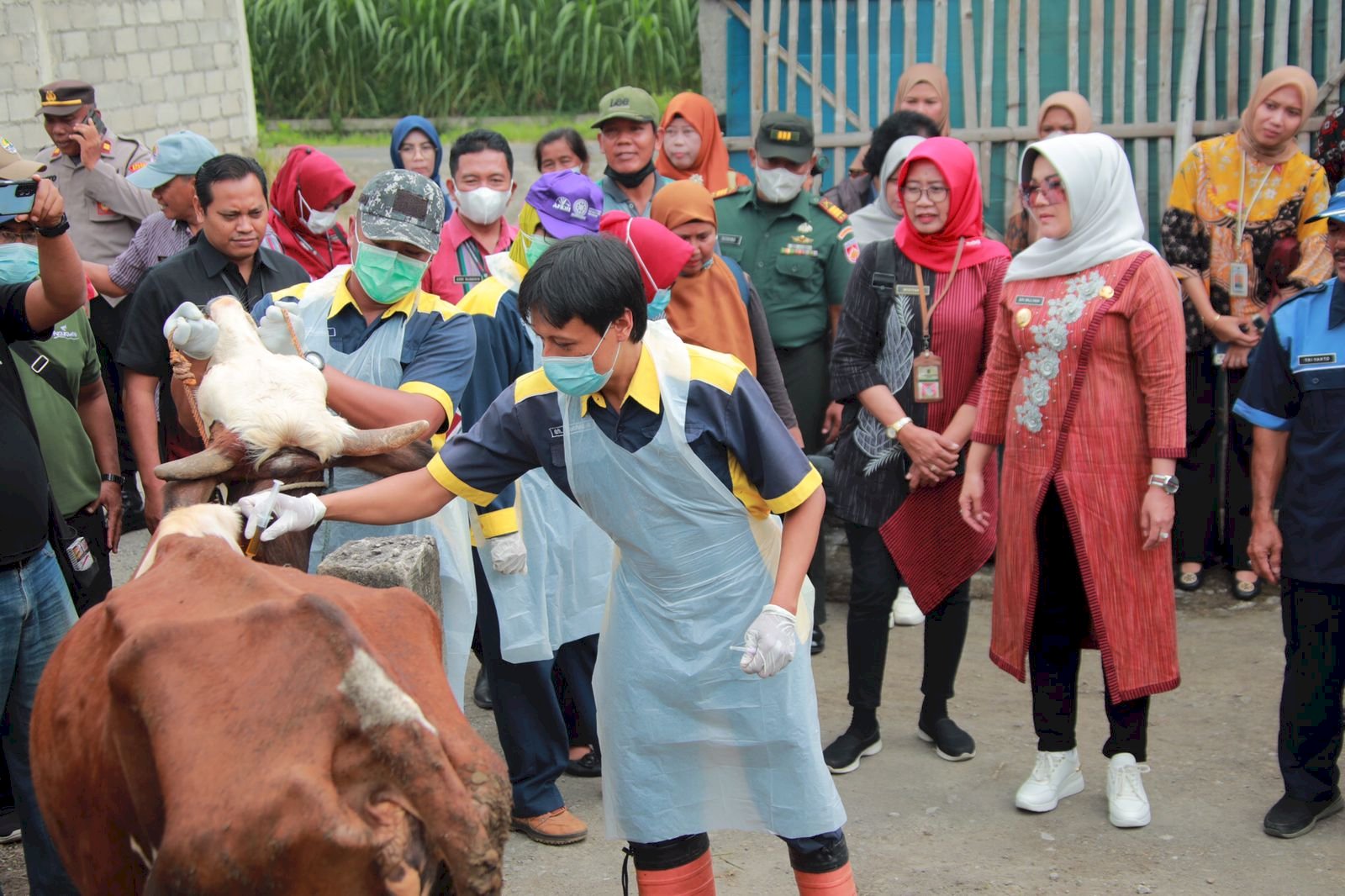 Antisipasi Antraks, Bupati Klaten Tinjau Pelaksanaan Vaksin Pada Ternak di Katekan 