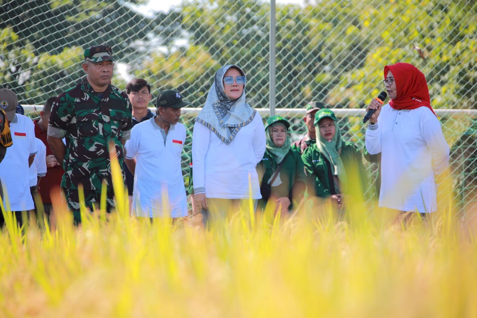 Bupati Klaten Lakukan Panen Raya Perdana di Area Persawahan Trucuk