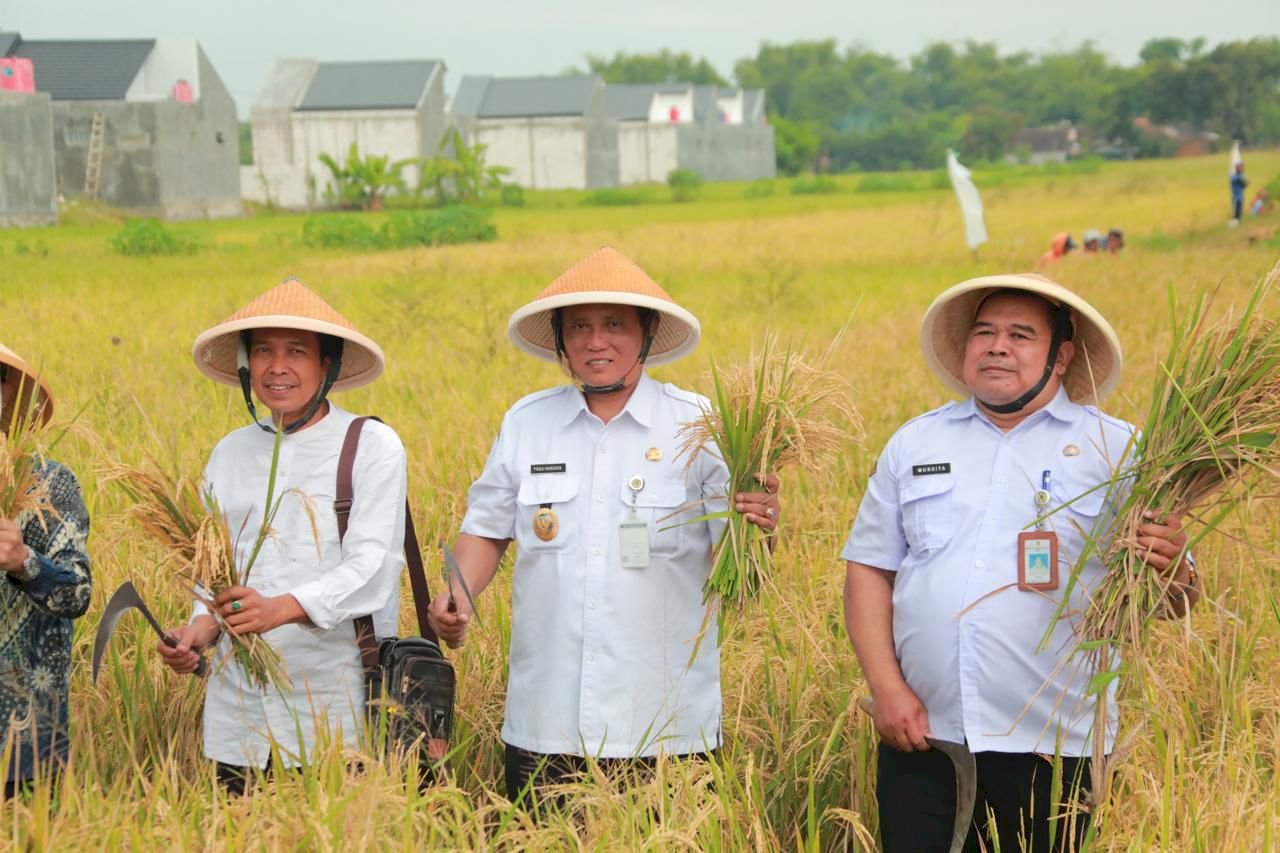 Wakil Bupati Klaten Panen Padi Bersama Mitra Low Carbon Rice